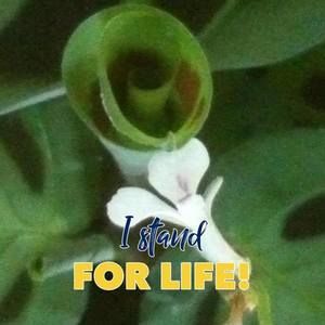 Meet your Posher, Sue-ann